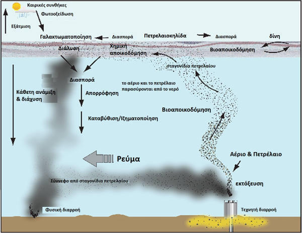Η τύχη των πετρελαιοκηλίδων στο θαλάσσιο περιβάλλον (Hazen T.C. 2015)
