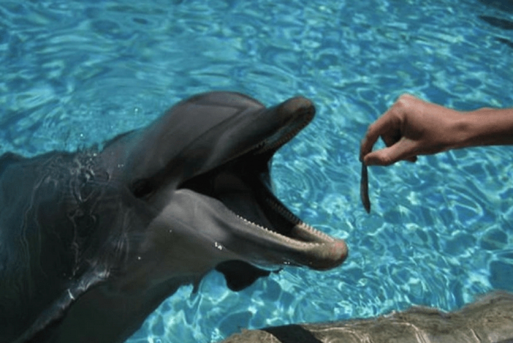 Στον Εισαγγελέα το Αττικό Ζωολογικό Πάρκο για τα δελφίνια