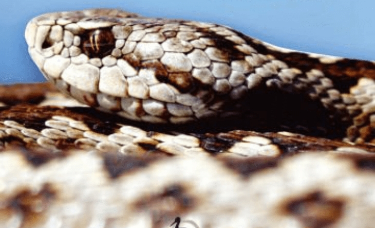 Τα Φίδια της Ελλάδας: Κυκλοφόρησε ο πρώτος οδηγός των 23 ειδών φιδιού που ζουν στην Ελλάδα