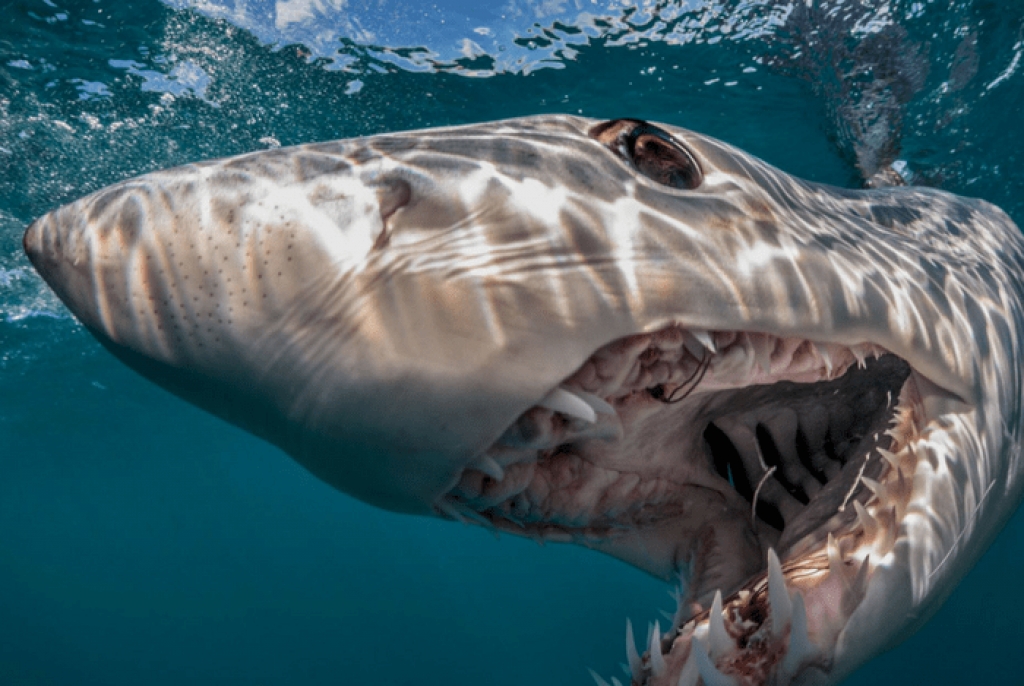Από την υπεραλίευση κινδυνεύει (και) ο καρχαρίας