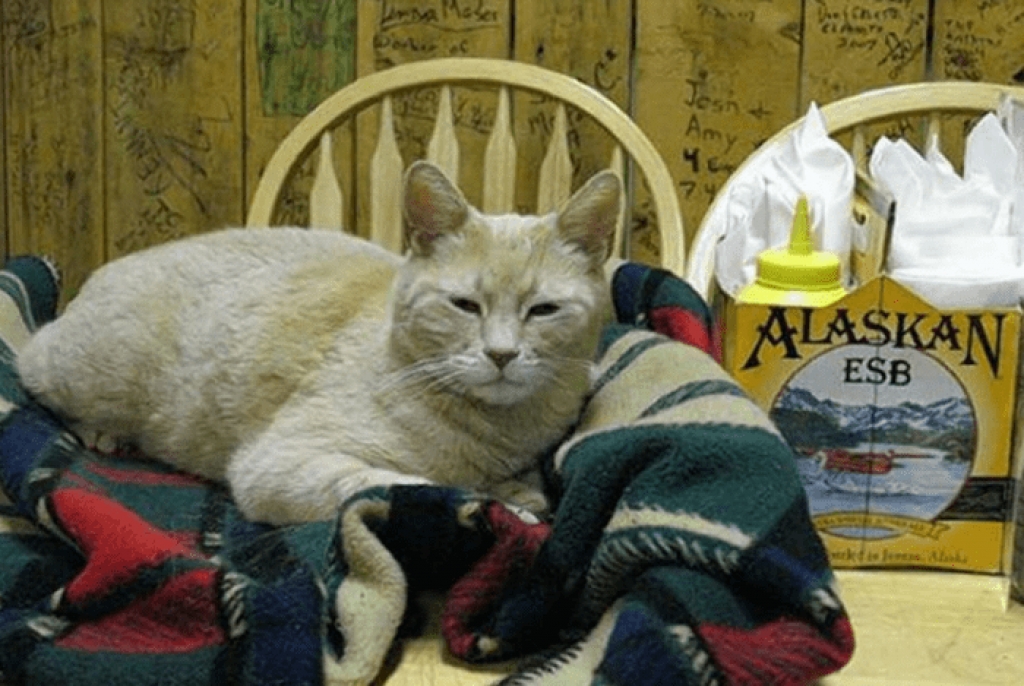 Πέθανε ο γάτος Δήμαρχος της Αλάσκας