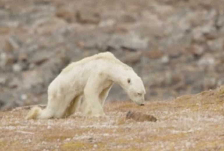 Πολική αρκούδα ψάχνει φαγητό στα σκουπίδια
