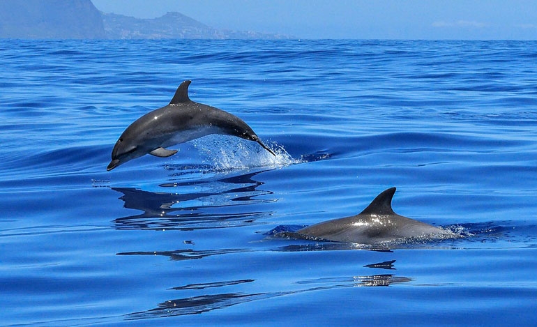 Δελφίνια στον Θερμαϊκό: Σπάνια ηρεμία στις θάλασσες λόγω πανδημίας