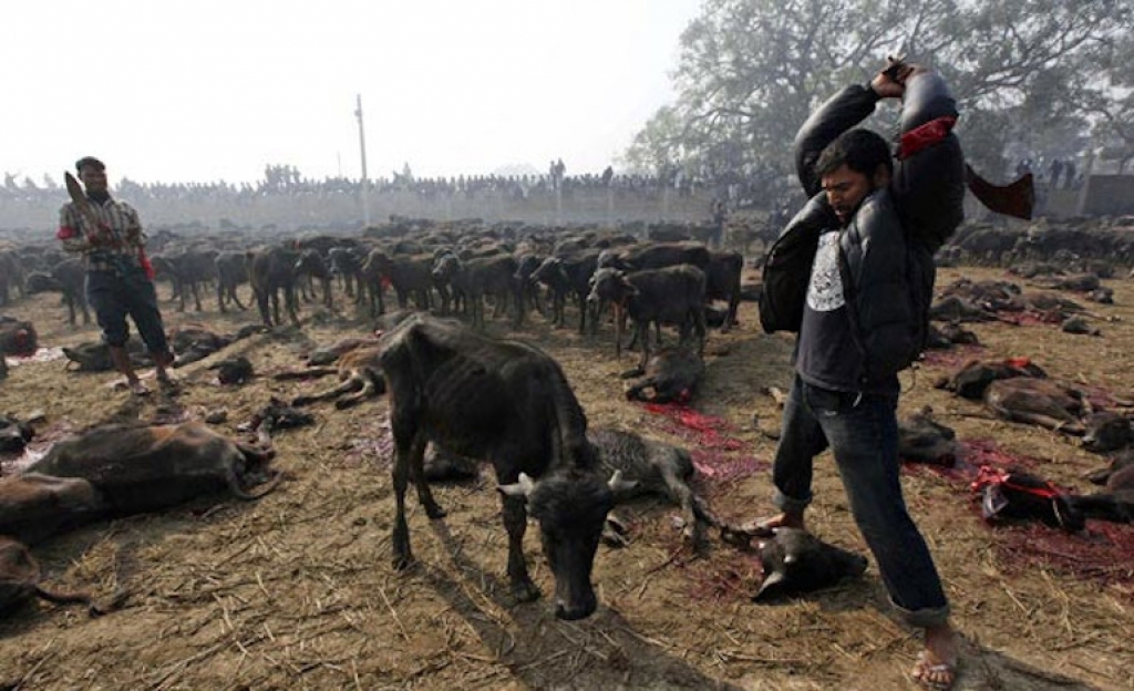 Νεπάλ: Αποτροπιασμός για τη μαζική θυσία χιλιάδων ζώων