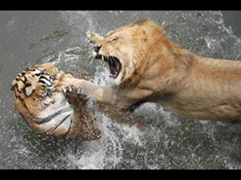 Απίθανες μάχες ανάμεσα σε ζώα (βίντεο)