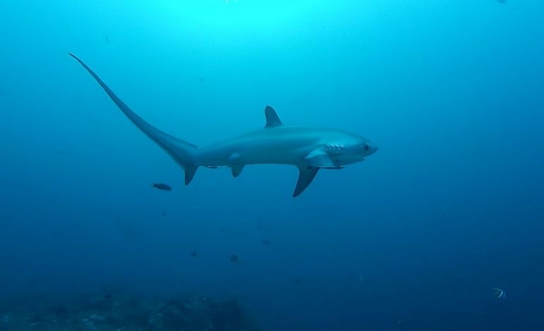 Απίστευτη ψαριά: Έπιασε καρχαρία 200 κιλών στον Πατραϊκό (Photo)