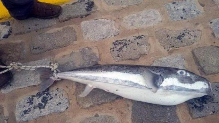 Πιάστηκε από ψαράδες στην Κρήτη τοξικός λαγοκέφαλος
