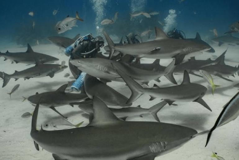 H Κριστίνα Τζενάτο κάνει παρέα με καρχαρίες
