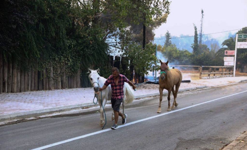 Στο Κέντρο Ιππασίας Μαρκοπούλου τα 250 άλογα που κινδύνευσαν στην Βαρυπόμπη