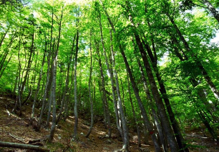 ΣτΕ: Αντισυνταγματικός ο νόμος του 2016 για τα αυθαίρετα στα δάση