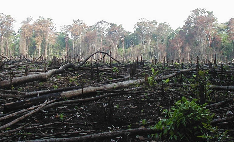 Αποψίλωση στη ζούγκλα του Κονγκό. Ποιος ξέρει τι άλλο θα βγει από εκεί μέσα εκτός από Έμπολα