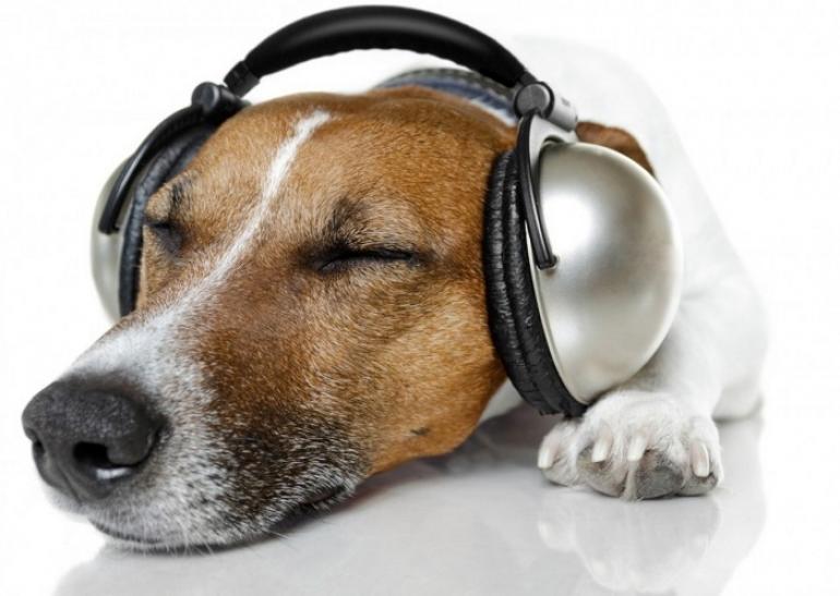 Αρέσει στους σκύλους η μουσική; (video)