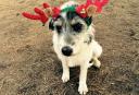 Σκυλιά στολίζουν Χριστουγεννιάτικο δέντρο (video)
