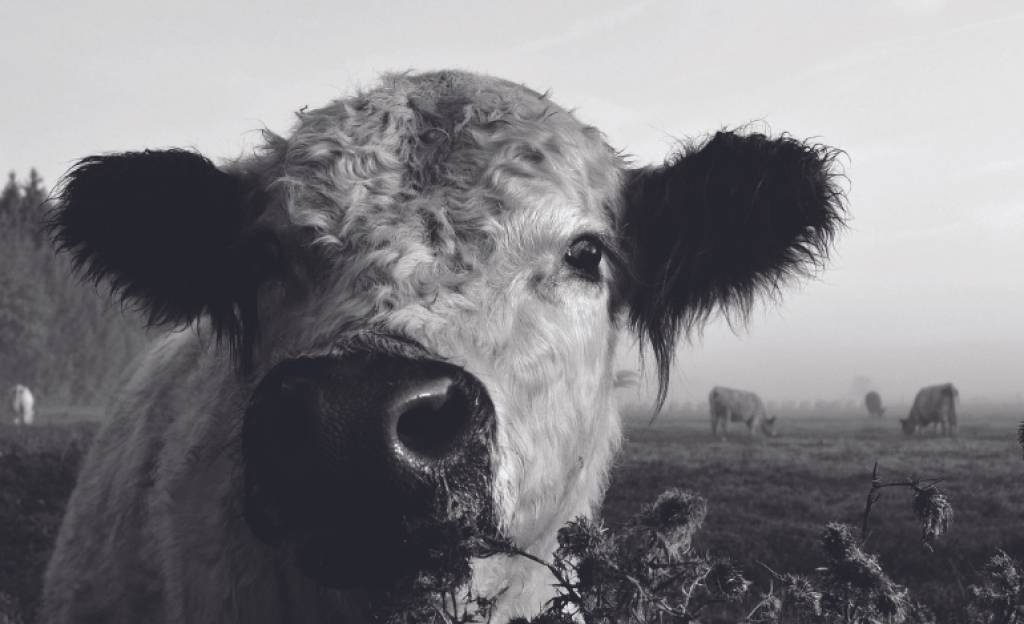Ε.Ε. - κτηνοτροφία: Το τέλος μιας όμορφης φιλίας;