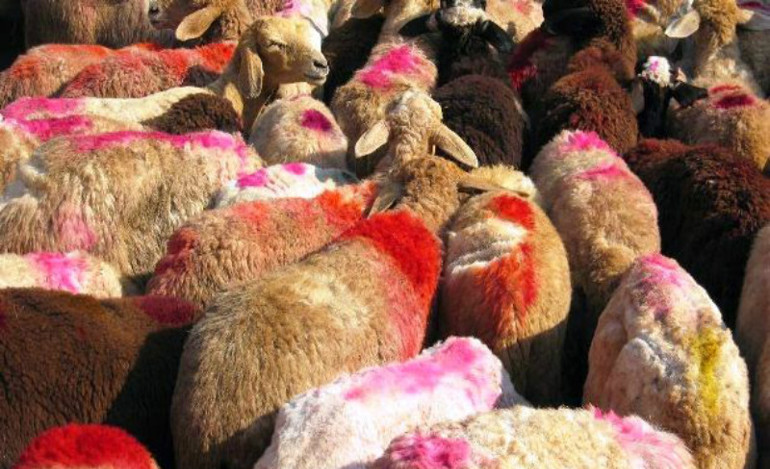 Ως πρόβατα επί σφαγή