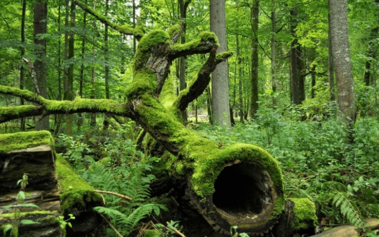 Κι όμως η Πολωνία προχωράει στην υλοτόμηση αρχέγονου δάσους