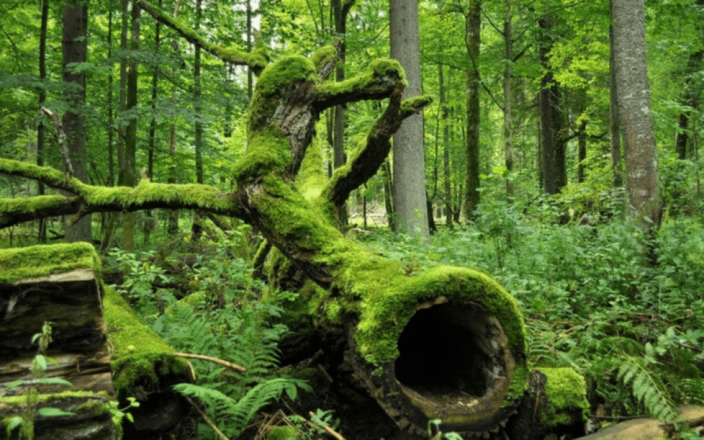Κι όμως η Πολωνία προχωράει στην υλοτόμηση αρχέγονου δάσους