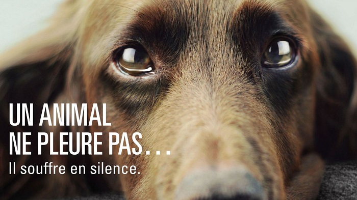 Η συγκινητική διαφήμιση κατά της εγκατάλειψης ζώων (video)