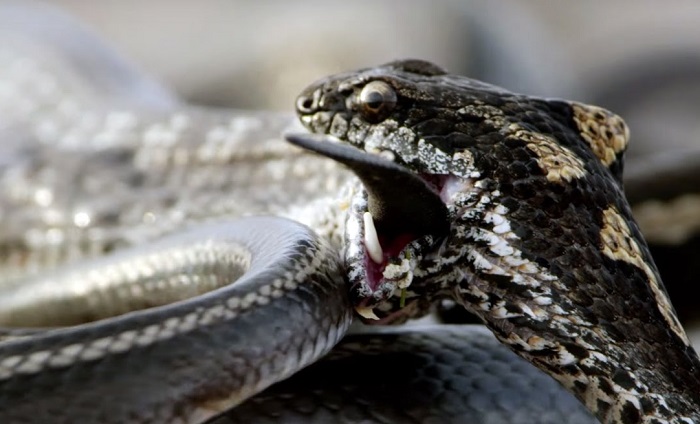 Φοβάστε τα φίδια; Και καλά κάνετε. (video)