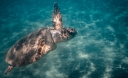 Το ιστιοπλοϊκό σκάφος του WWF “Blue Panda” στο «νησί της Caretta caretta»