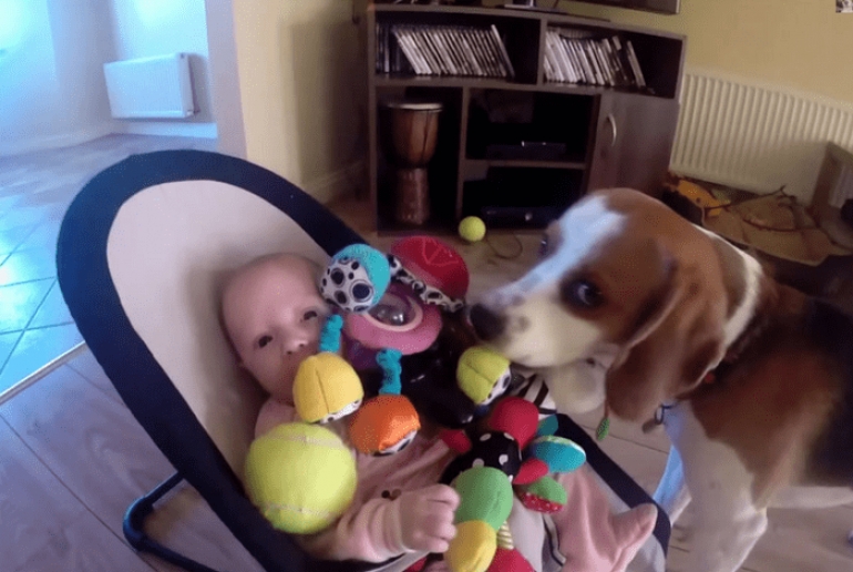 Σκύλος κλέβει τα παιχνίδια του μωρού αλλά το μετανιώνει