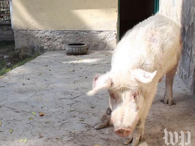 Το μοναδικό γουρούνι στο Αφγανιστάν (video)