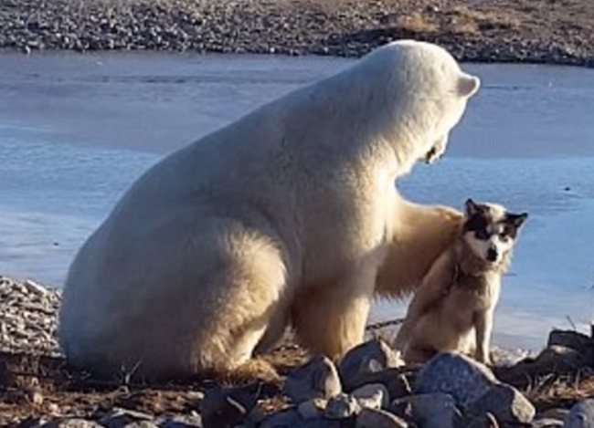 Πολική αρκούδα χαϊδεύει σκύλο (video)
