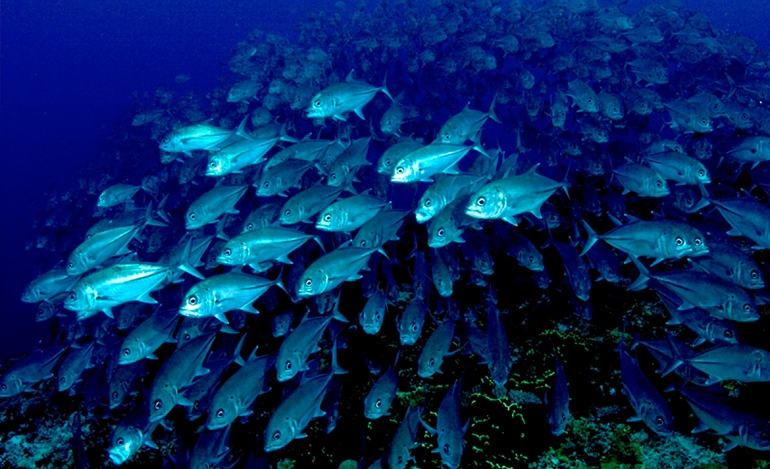 Η απώλεια οξυγόνου ευνοεί το πλαγκτόν και μειώνει τα ψάρια