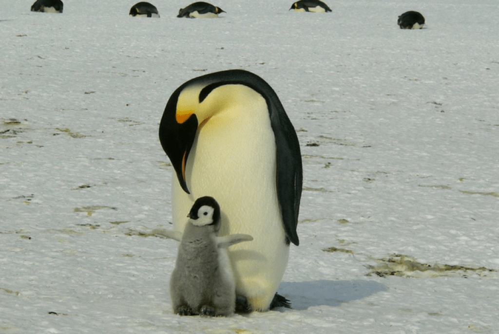 Πιγκουίνοι, αυτά τα υπέροχα πλάσματα