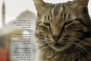 To ντοκιμαντέρ «Οι γάτες της Κωνσταντινούπολης» σε προβολή απόψε