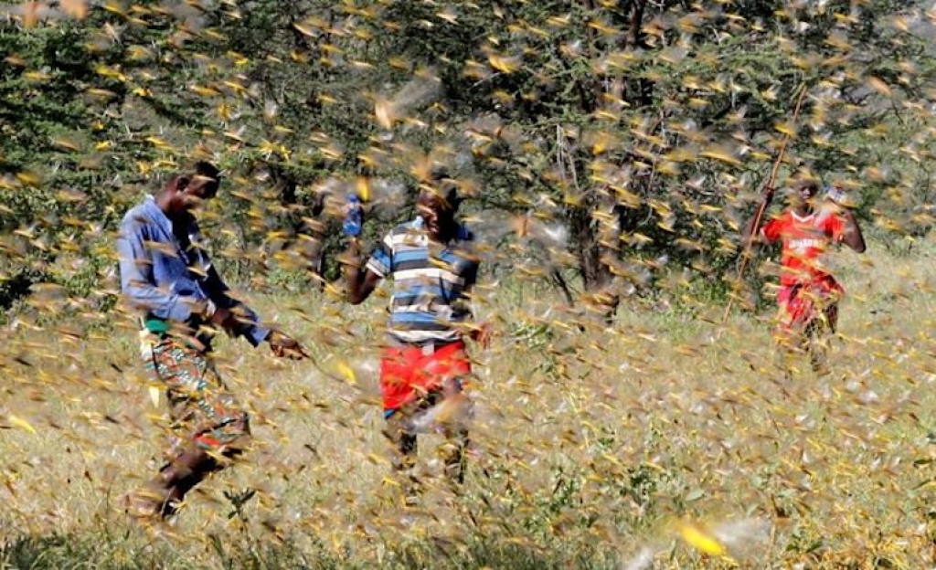 «Πρωτοφανή» σμήνη ακρίδων απειλούν με λιμό την Ανατολική Αφρική