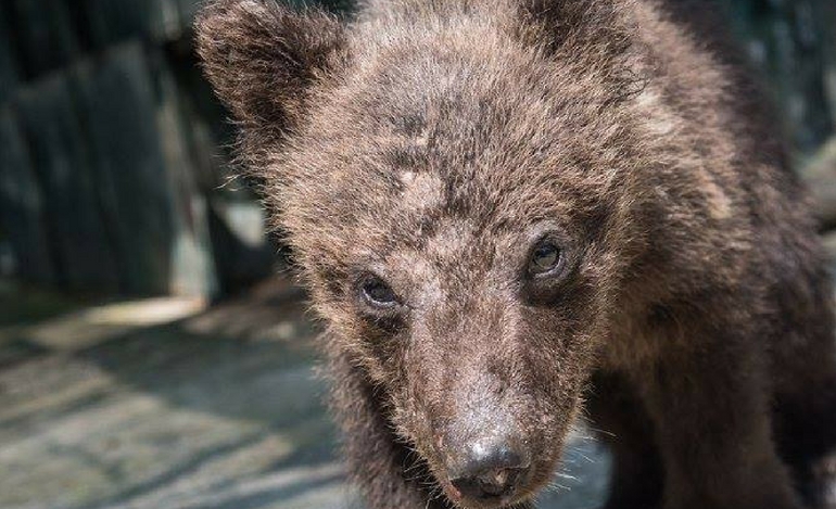 Από το Μαυροβούνιο στον Αρκτούρο δύο ορφανά αρκουδάκια (video)