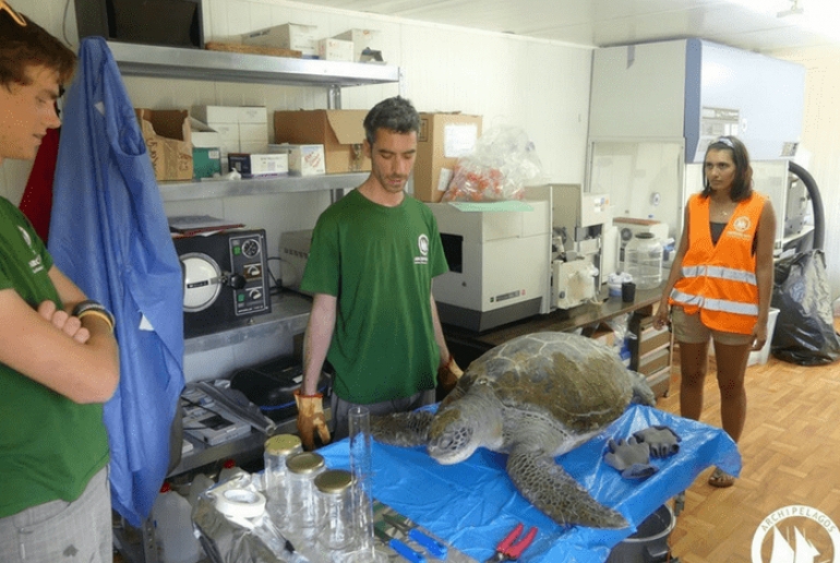 Έξαρση Θανάτων Θαλάσσιων Χελωνών στο Αιγαίο