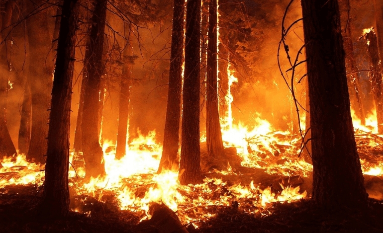 Η καταστολή δασικών πυρκαγιών, σε σχέση με την πρόληψη, έχει ένα τεράστιο οικονομικό κόστος