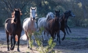 Το φιλοζωικό σωματείο Rancheros προστατεύει άλογα και γαϊδουράκια