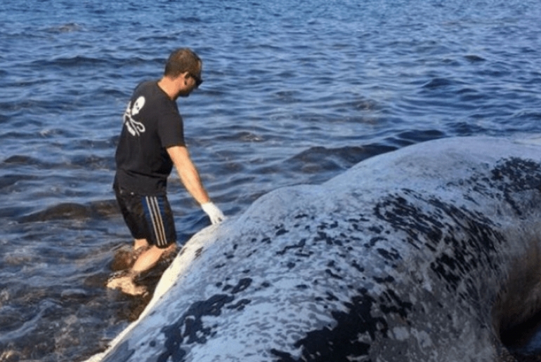Νεκρή φάλαινα στις ακτές της Σαντορίνης (video)