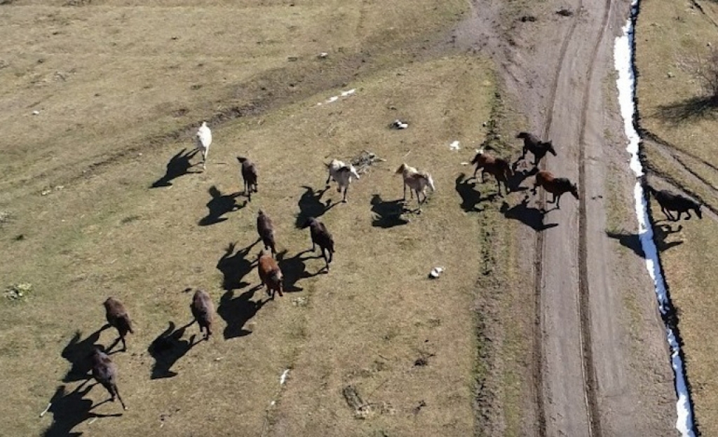 Τα αδάμαστα άλογα του Μενοίκιου καλπάζουν προς την εξαφάνιση