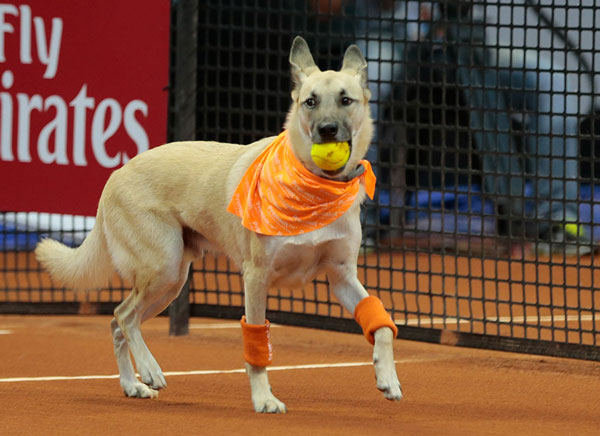 Σκυλιά μαζεύουν τις μπάλες σε τουρνουά τένις (video)